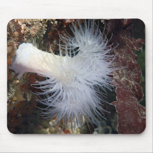 Anemon (Metridium farcimen) Mousepad