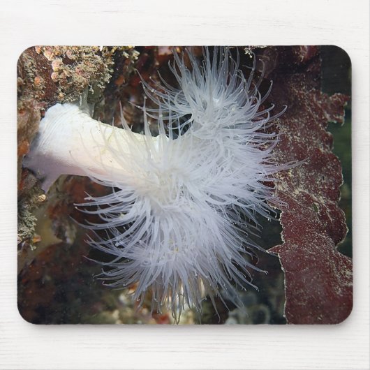 Anemon (Metridium farcimen) Mousepad (Vorne)