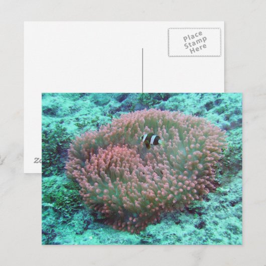 Anemon Postkarte (Vorne/Hinten)