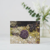 Anemon Postkarte (Stehend Vorderseite)