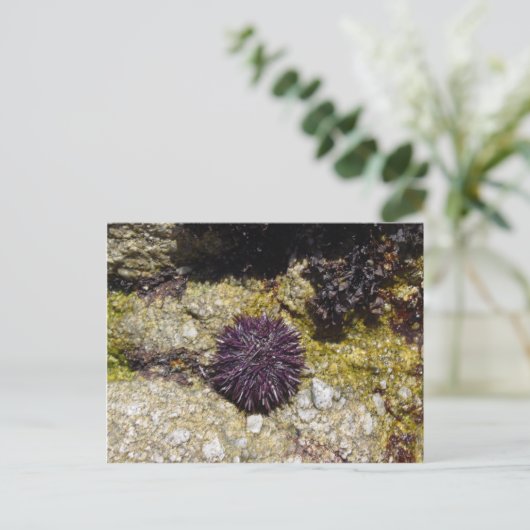 Anemon Postkarte (Stehend Vorderseite)