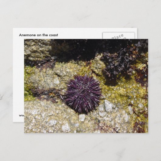 Anemon Postkarte (Vorne/Hinten)