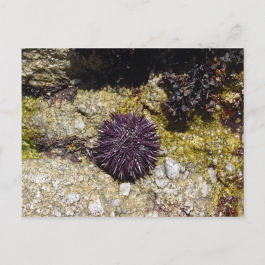 Anemon Postkarte (Vorderseite)