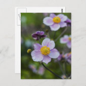 Anemon Postkarte (Vorne/Hinten)