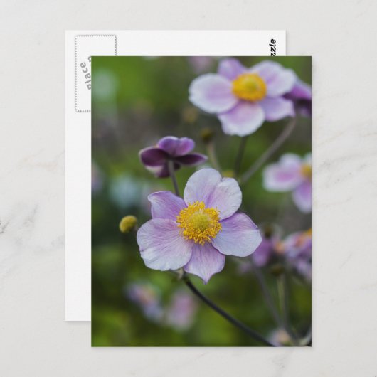 Anemon Postkarte (Vorne/Hinten)