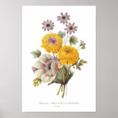 Anemon und Ranunculus Poster (Vorne)