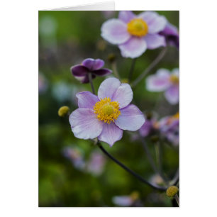 Anemone