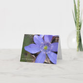 Anemone acutiloba, scharf-lappiges hepatica karte (Vorderseite)