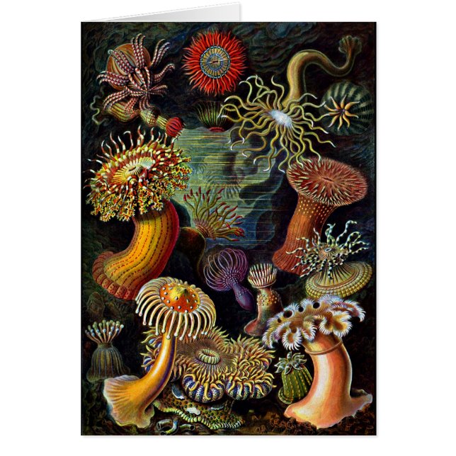 Anemone aus dem Untermeer (Vorne)