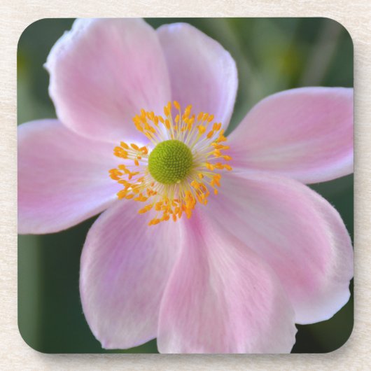 Anemone-Blume Getränkeuntersetzer (Vorderseite)