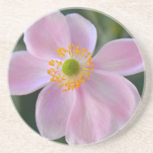 Anemone-Blume Getränkeuntersetzer