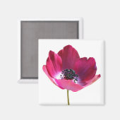 Anemone Blume Magnet (Vorderseite/Rückseite)