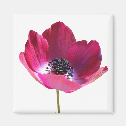 Anemone Blume Magnet (Vorne)