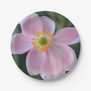 Anemone-Blume Pappteller