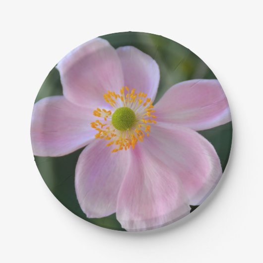 Anemone-Blume Pappteller (Vorderseite)
