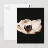Anemone-Blume Postkarte (Vorne/Hinten)