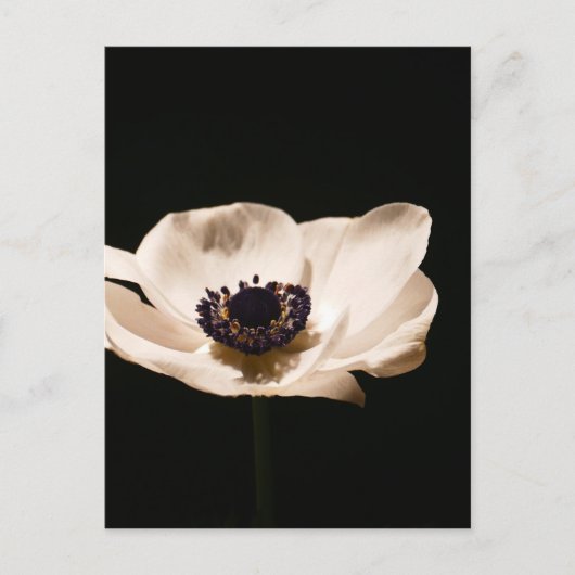 Anemone-Blume Postkarte (Vorderseite)