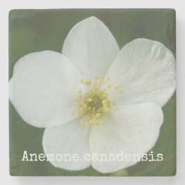 Anemone canadensis steinuntersetzer