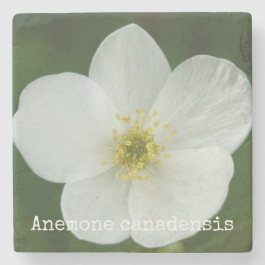 Anemone canadensis steinuntersetzer (Vorderseite)