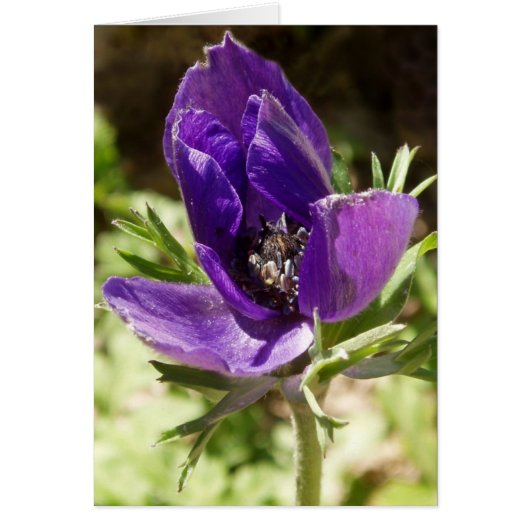 Anemone Card (Vorne)