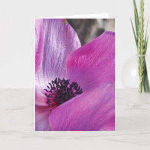 Anemone Closeup Grußkarte Karte