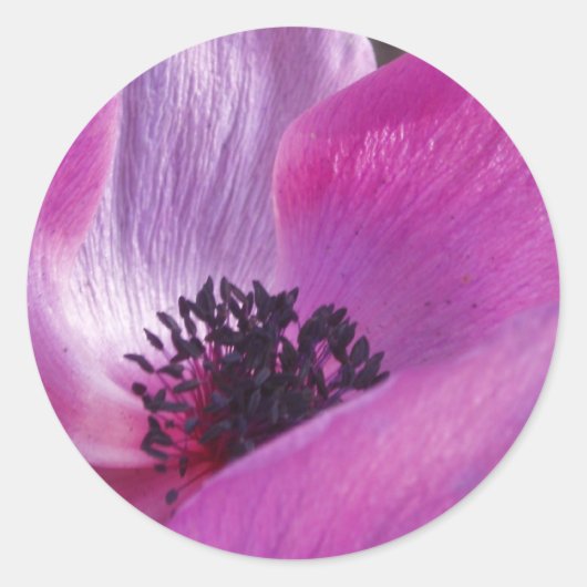 Anemone Closeup Stickers (Vorderseite)