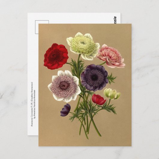 Anemone Coronaria Fl. Tel. (Doppelte Anemonen) Postkarte (Vorne/Hinten)