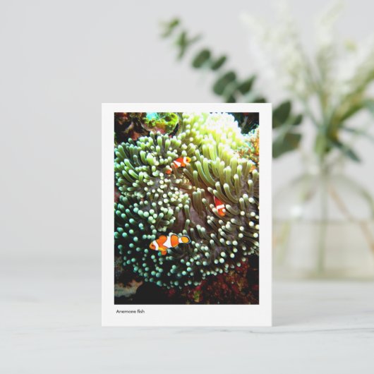 Anemone Fische Postkarte (Stehend Vorderseite)