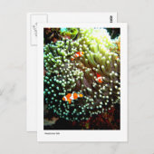 Anemone Fische Postkarte (Vorne/Hinten)