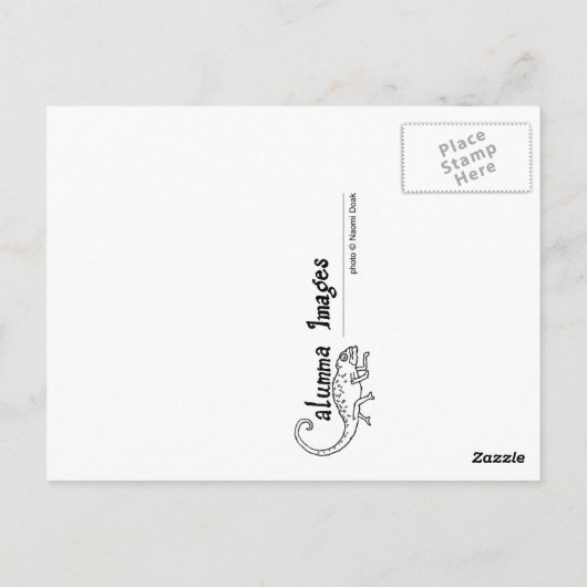 Anemone Fische Postkarte (Rückseite)