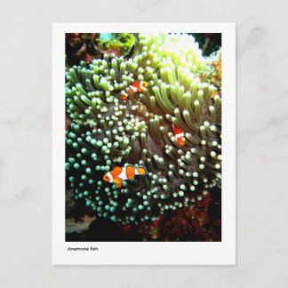 Anemone Fische Postkarte