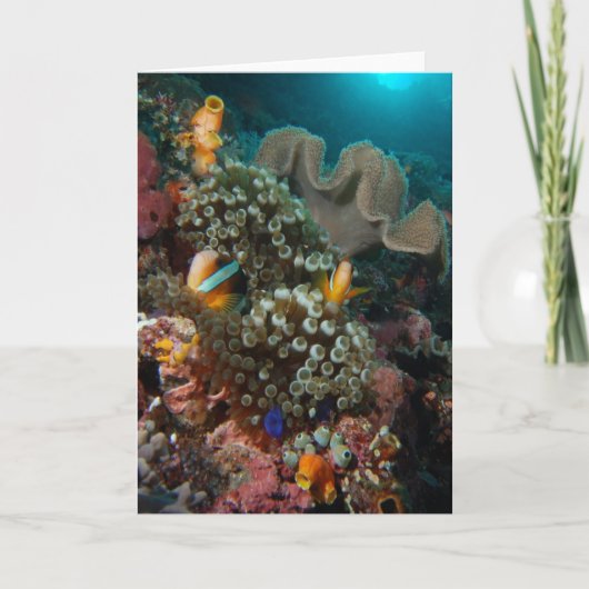 Anemone Fish Garden Karte (Vorderseite)
