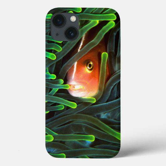 Anemone Fish Hiding In Anemone, Mosambik Case-Mate iPhone Hülle (Rückseite)