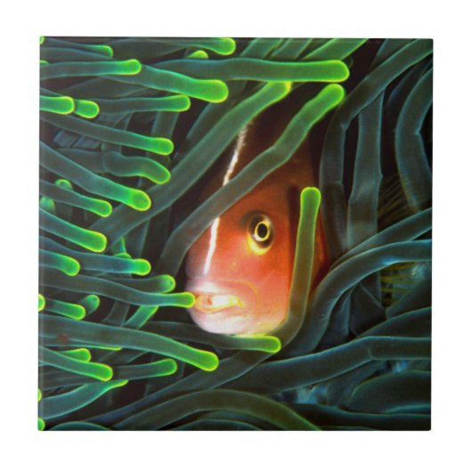 Anemone Fish Hiding In Anemone, Mosambik Fliese (Vorderseite)