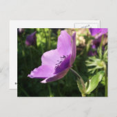 Anemone Garden Poscard Postkarte (Vorne/Hinten)