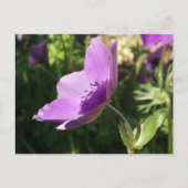 Anemone Garden Poscard Postkarte (Vorderseite)