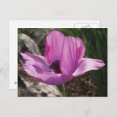 Anemone Garden Postcard Postkarte (Vorne/Hinten)