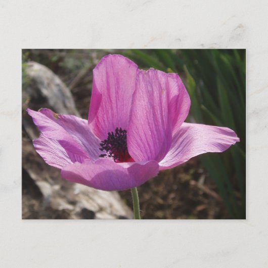 Anemone Garden Postcard Postkarte (Vorderseite)