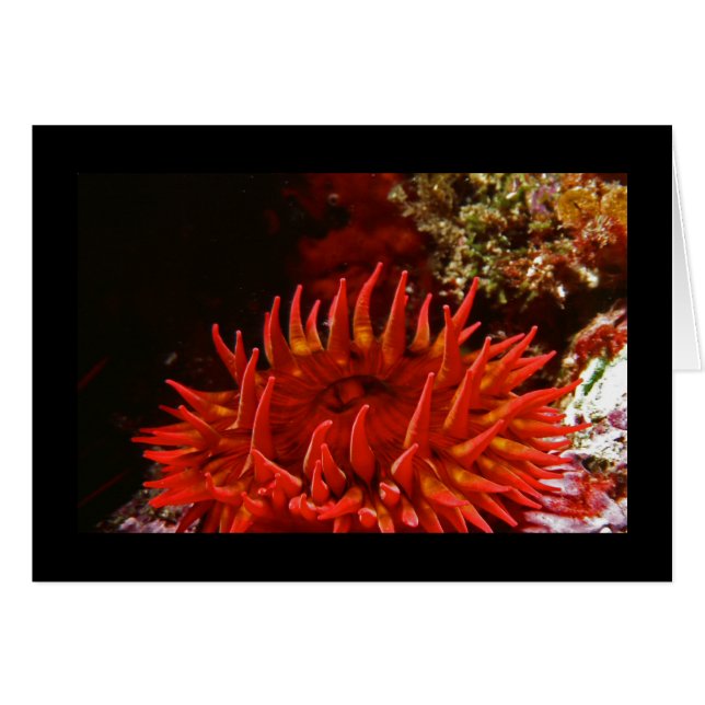 Anemone Gepunktete Rose (Vorderseite (Horizontal))