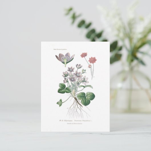 Anemone hepatica postkarte (Stehend Vorderseite)