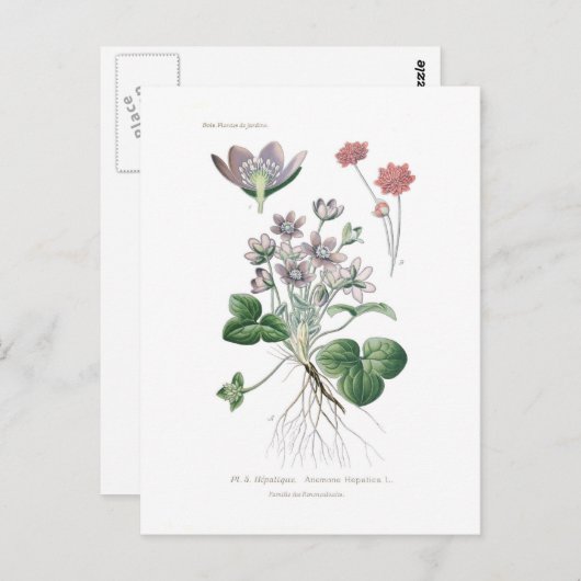 Anemone hepatica postkarte (Vorne/Hinten)