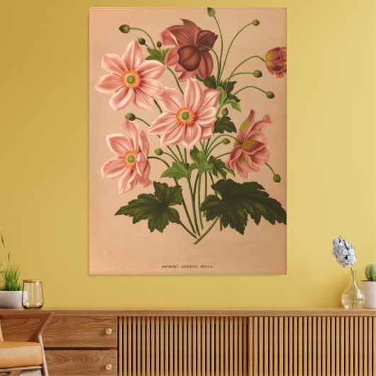 Anemone Japonica Rosea Exquisit Vintag botanisch Leinwanddruck (Insitu (Wohnzimmer))