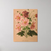 Anemone Japonica Rosea Exquisit Vintag botanisch Leinwanddruck (Vorderseite)