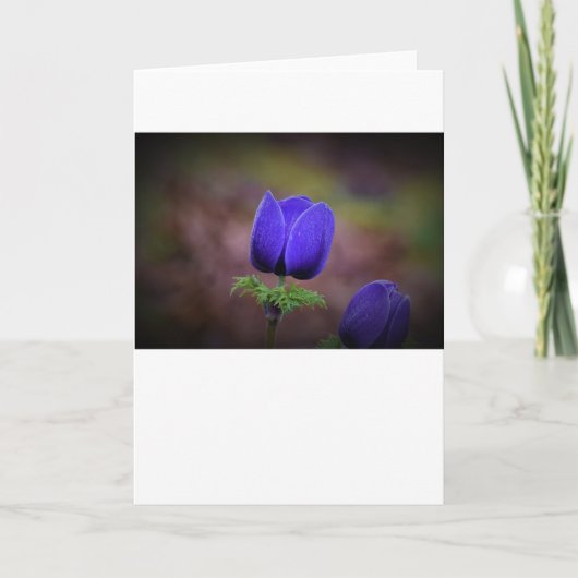 Anemone, Karte (Vorderseite)