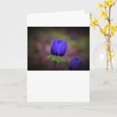 Anemone, Karte (Gelbe Blume)