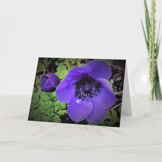 Anemone, Karte (Vorderseite)