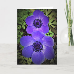 Anemone, Karte