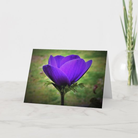 Anemone, Karte (Vorderseite)