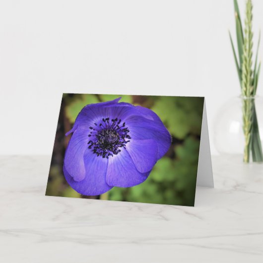 Anemone, Karte (Vorderseite)