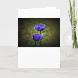 Anemone, Karte